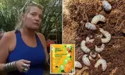 Hawaii Shopper's Horror Find: Beetle Larvae Infest Discounted Soil Bags at Lowe's