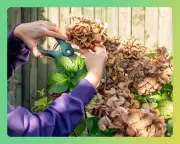 Head Gardener's Essential Toolkit: Top Picks for 2026