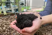 Healthy Soil: The Living Foundation for a Thriving Garden Ecosystem