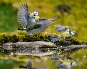 Hidden Dangers in Gardens Threaten Blue Tits and Other UK Birds