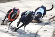 Holyrood to Vote on Greyhound Racing Ban Following Welsh Decision