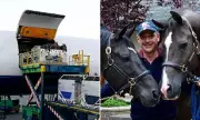 How Horses Fly: The £25,000 Journey from Dubai to UK Revealed