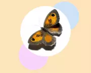 How to Save Britain's 'Charming' Gatekeeper Butterflies: Six Simple Steps