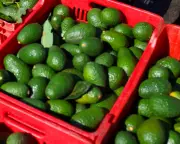 Iran Conflict and Energy Shock Accelerate Global Food Crisis Risks