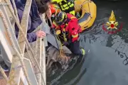 Italian Firefighters Rescue Wolf Trapped Under Bridge in Verona Canal