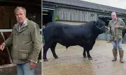 Jeremy Clarkson's Diddly Squat Farm Declared TB-Free After Seven-Month Lockdown