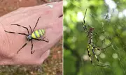 Joro Spider Invasion Spreads Across US, Experts Warn of Growing Infestation