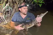 Juvenile Crocodile Captured in Australian Creek Far From Tropical Habitat