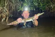 Juvenile Crocodile Found in Australian Creek Far South of Natural Habitat