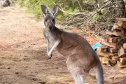 Kangaroo's Great Escape Ends After Three Days on the Lam in Wisconsin