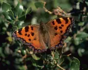 Large Tortoiseshell Butterfly Returns to UK After 60-Year Absence