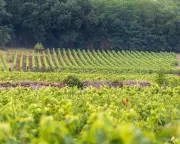 Loire Valley's Light Red Wines: A Healthy Spring Drinking Guide