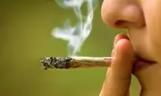 Long-Term Cannabis Use Thins Brain's Frontal Cortex, Study Reveals