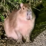 Massive Search Continues for Escaped Capybara from Marwell Zoo