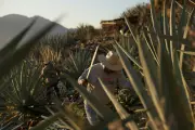 Mezcal's US Boom Drives Environmental Crisis in Mexico's Oaxaca Region