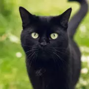 Missing Cat Returns After Seven Years, But Reunion Is Bittersweet
