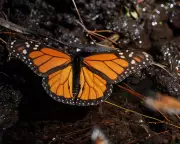 Monarch Butterfly Population Surges 64% in Mexico, Offering Conservation Hope