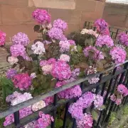 Monty Don and Alan Titchmarsh Reveal March Hydrangea Secret for Bigger Blooms