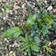 Monty Don's Four-Word Weeding Wisdom Transforms Garden Maintenance