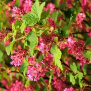 Monty Don's March Gardening Tip: Plant Woody Shrubs for Lasting Beauty