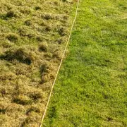 Monty Don's March Lawn Care: One Simple Task for Thicker Grass