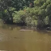 Mum's Crocodile 'Log' Mistake Leads to Family's Narrow Escape in Australia