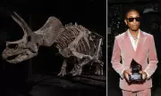 Museum-Exhibited Triceratops 'Trey' Heads to Auction as Dinosaur Market Soars