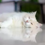 New Cat Owner's Sleep Disturbed by Feline's Pillow Obsession