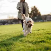 New Dog Walking Law Brings Unlimited Fines for Livestock Attacks from Wednesday