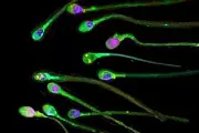 New Research Reveals Sperm Has a Use-By Date: Abstinence Harms Male Fertility