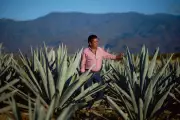Oaxaca Mezcal Boom: Economic Gains and Environmental Strains