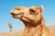 Omani Camel Pageant Scandal: 20 Disqualified for Hump and Lip Enhancements