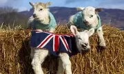 Orphaned Lambs in Knitted Jumpers Stay Warm at Scottish Wildlife Park