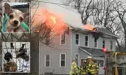 Pennsylvania Firefighters Save 26 Chihuahuas from Destructive House Blaze