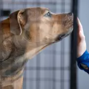 Pet Surrender Rates Double Amid Cost Crisis, Millions Face Heartbreaking Choices