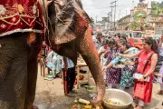 Pink Elephant Photoshoot in India Sparks Animal Cruelty Investigation