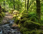 Portugal Fined by EU Court for Failing to Protect Biodiversity