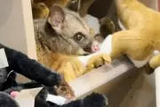 Possum Found Hiding Among Plush Toys at Tasmania Airport Gift Shop