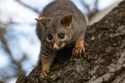 Possums: A Tale of Two Nations, From Pest to Protected Wildlife