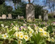 Primroses Herald Spring's Arrival with Buttery Yellow Churchyard Display