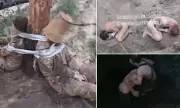 Putin's Army Exposed: Soldiers Beaten, Electrocuted, Forced to Fight to Death