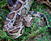Python Molecule pTOS Could Lead to New Obesity Drugs with Fewer Side-Effects