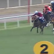 Racehorse Served in Turkish Soup Kitchen After Racing Injury, Microchip Found