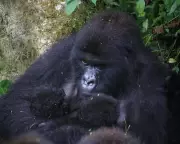Rare Mountain Gorilla Twins Born in DRC's Virunga Park, Boosting Conservation Hopes