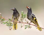 Regent Honeyeater's Lost Song Rediscovered Through Wild Bird Tutors