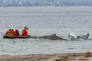 Rescue Teams Battle to Save Stranded Humpback Whale in Germany's Baltic Sea