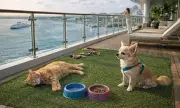 Residential Cruise Ship Welcomes Pets Onboard for Long-Term Sea Living