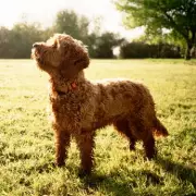 Royal Veterinary College Study Reveals Designer Dog Behaviour Problems