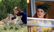 Sarah Ferguson's Corgi Cloning Scheme Reveals Decades of Royal Cash Exploitation