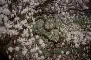 Sarah Lee Captures Spring's Wonders in Pictures Amid Gloomy News